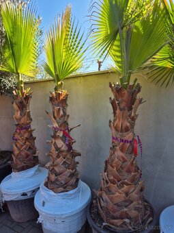 Predám palmy Washingtonia robusta - 2