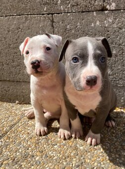 Americký stafordširský teriér, Amstaff - 2