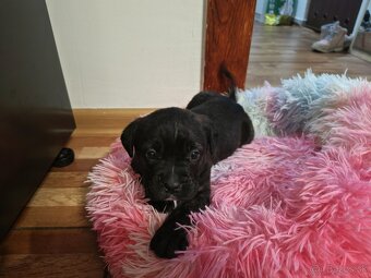 Cane Corso Šteniatka - 2