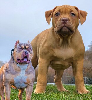 American bully XL XXL - 2