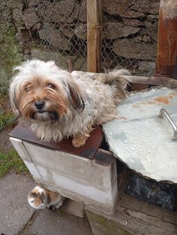 Predám fenku malého zrastu - 2