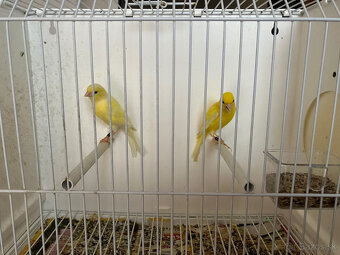 Predám postavové kanáriky Irish fancy - 2