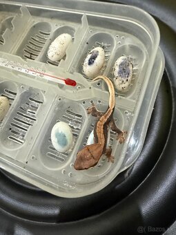 pagekon riasnaty - 2