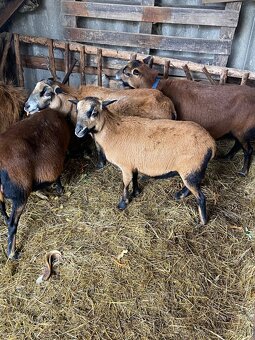 Predám Kamerunsku ovcu - 2