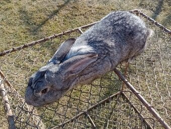 Predám králiky Šarišský obrovity - 2