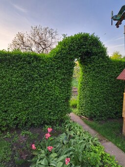 Vtáči zob sadenice - 2