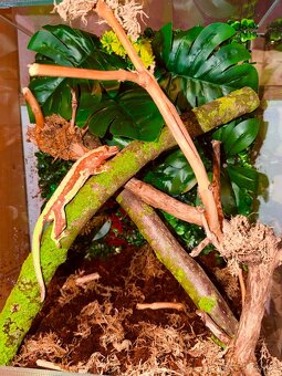 Terárium + Pagekon - 2