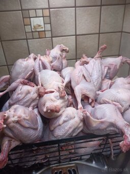 Japonské prepeličky - 2