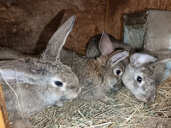 králiky, zajace - 2