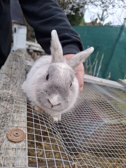 Predám mini zajačika - 2