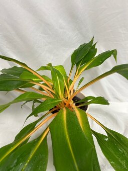 Chlorophytum orchidastrum ‘Fire Flash’ - 2
