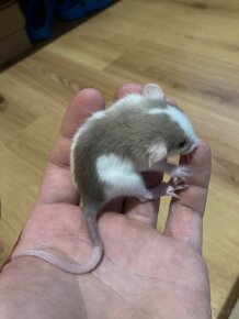 Dumbo potkanik - 2