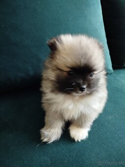 Pomeranian +nemecký špic - 2