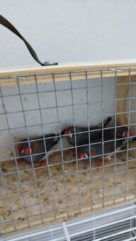 Predám zebričky - 2