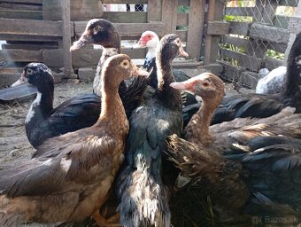 Pižmove kacice a kačery - 2