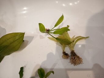 Rastliny do akvária - 2