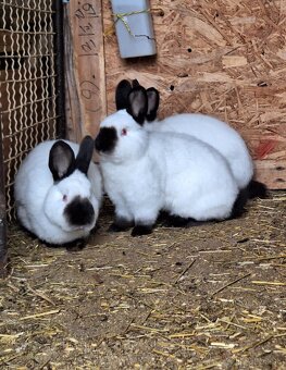 Kalifornský králik - 2