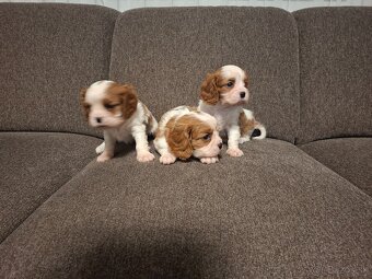 Cavalier king charles spaniel - 2