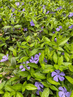 zimozelen podopokryvna trvalka - 2