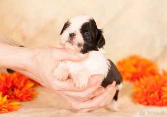 ❤ Shih-Tzu šteniatka - 2