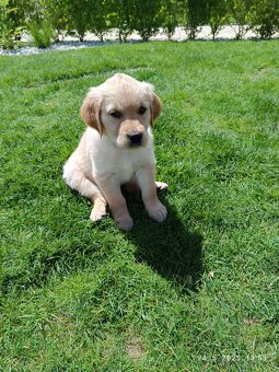 Zlatý retriever šteniatka - 2
