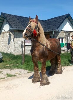 Poľsky žrebec - 2
