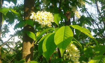 Prunus padus-májový strom - 2