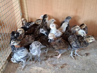 Araukany, Ayam cemani, Hodvábničky - 2