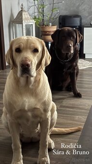 REZERVOVANÉ VŠETKY Labrador-šteniatka - 2