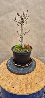 Bonsai Javor - 2