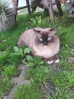 Ragdoll - 2