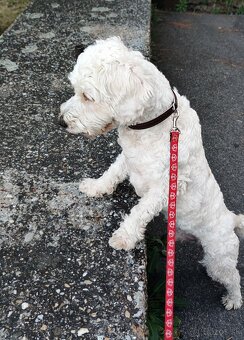 Maltipoo Tony❤️ - 2