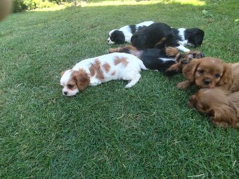 Šteniatka Cavalier king Charles španiel, kavalier - 2