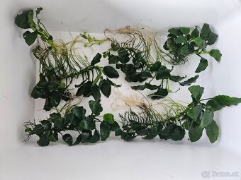 Rastliny - 2