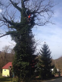 Arboristika, rizikové výruby a orezy stromov - 2