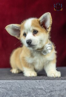 Predám sučku plemena Welsh Corgi Pembroke - 2