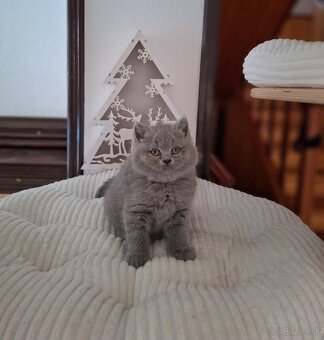 Britské modré mačiatka s PP - 2