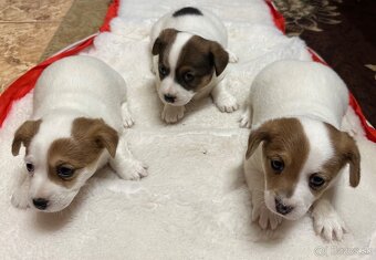 Jack Russel teriér - 2