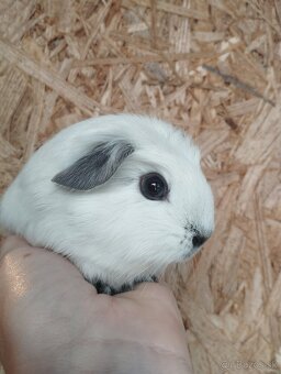 Ušľachtilé morčiatka - 2