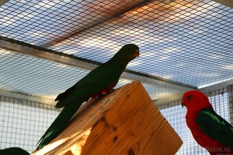 papagáj kráľovský - 2