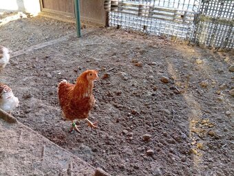 Wyandotka zdrobnela - 2