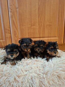 Yorkshirsky terier York - 2