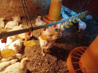 Brojlerove kuriatka - 2