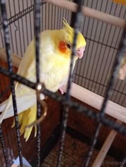 Korela - 2