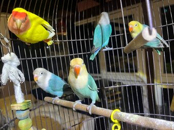 Predam agapornis - 2