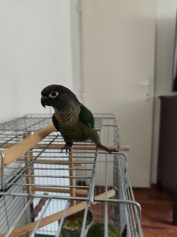 Predaj - 2