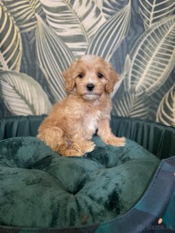 Maltipoo exkluzivní štěňátka - 2