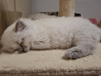 Ragdoll - 2