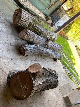 Orechové kmene, guľatina - 2