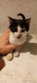 Darujem maciatka - 2